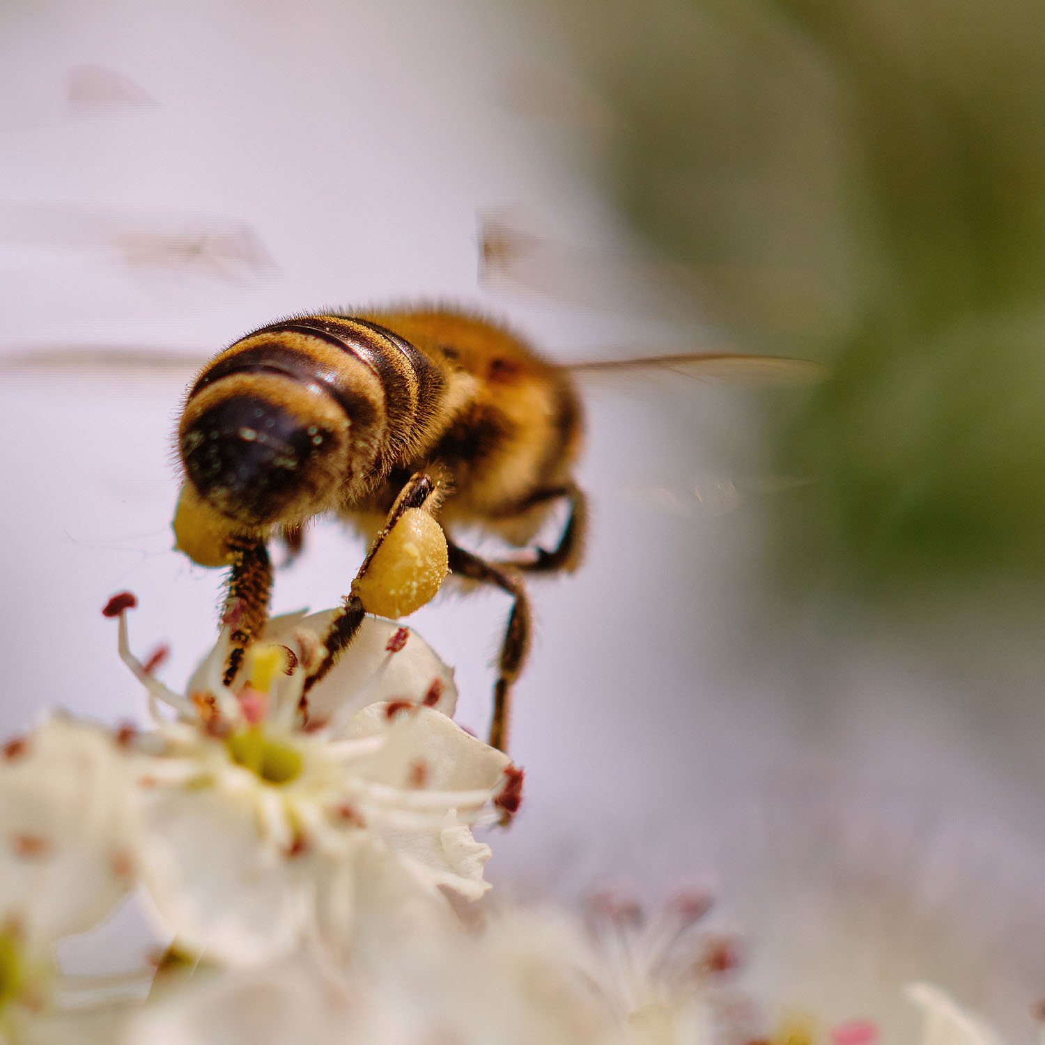Zašto su pčele važne i kako im možete pomoći?