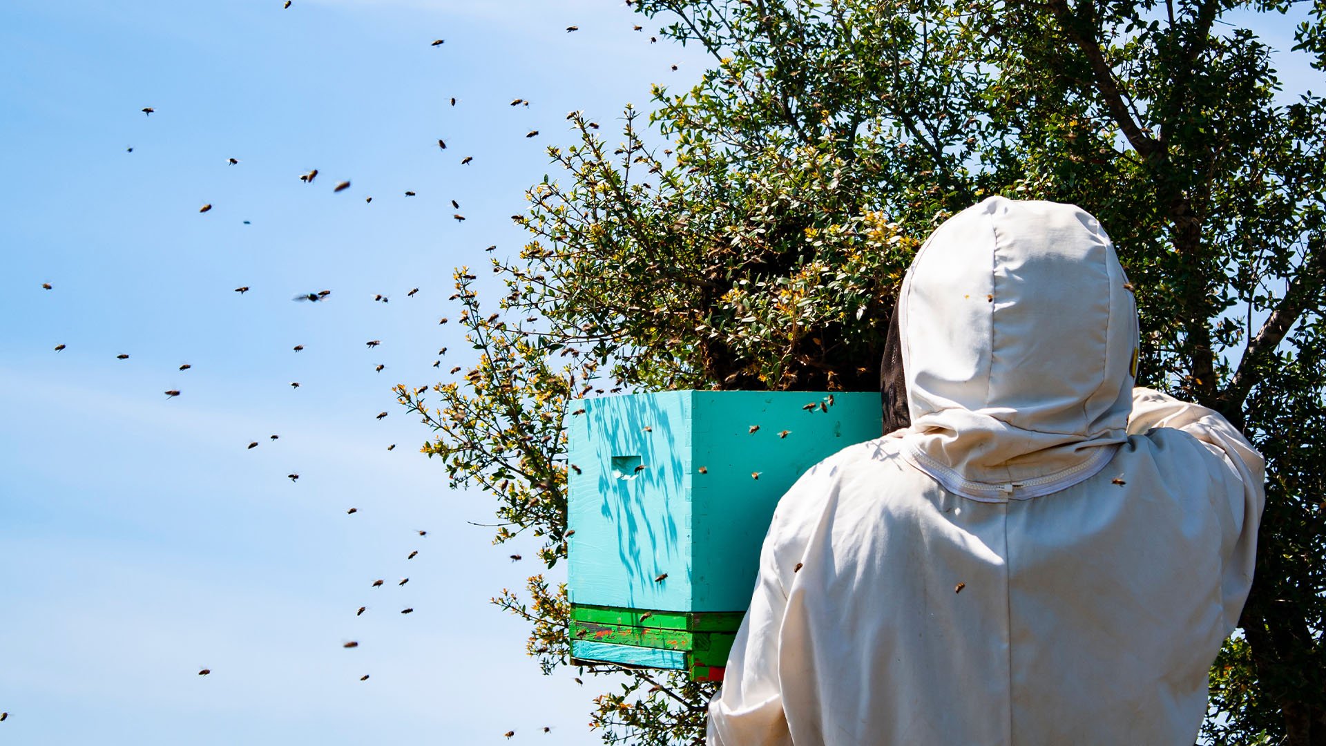 Pčelarske sezone – Kalendar malog pčelara